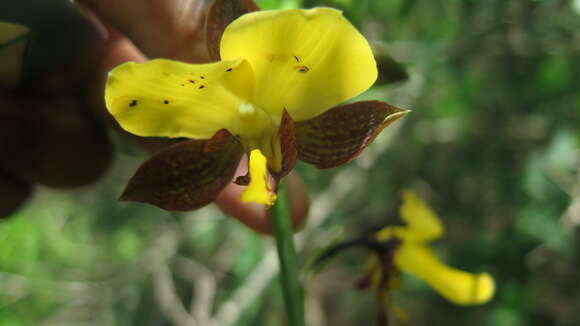 Plancia ëd Eulophia streptopetala Lindl.