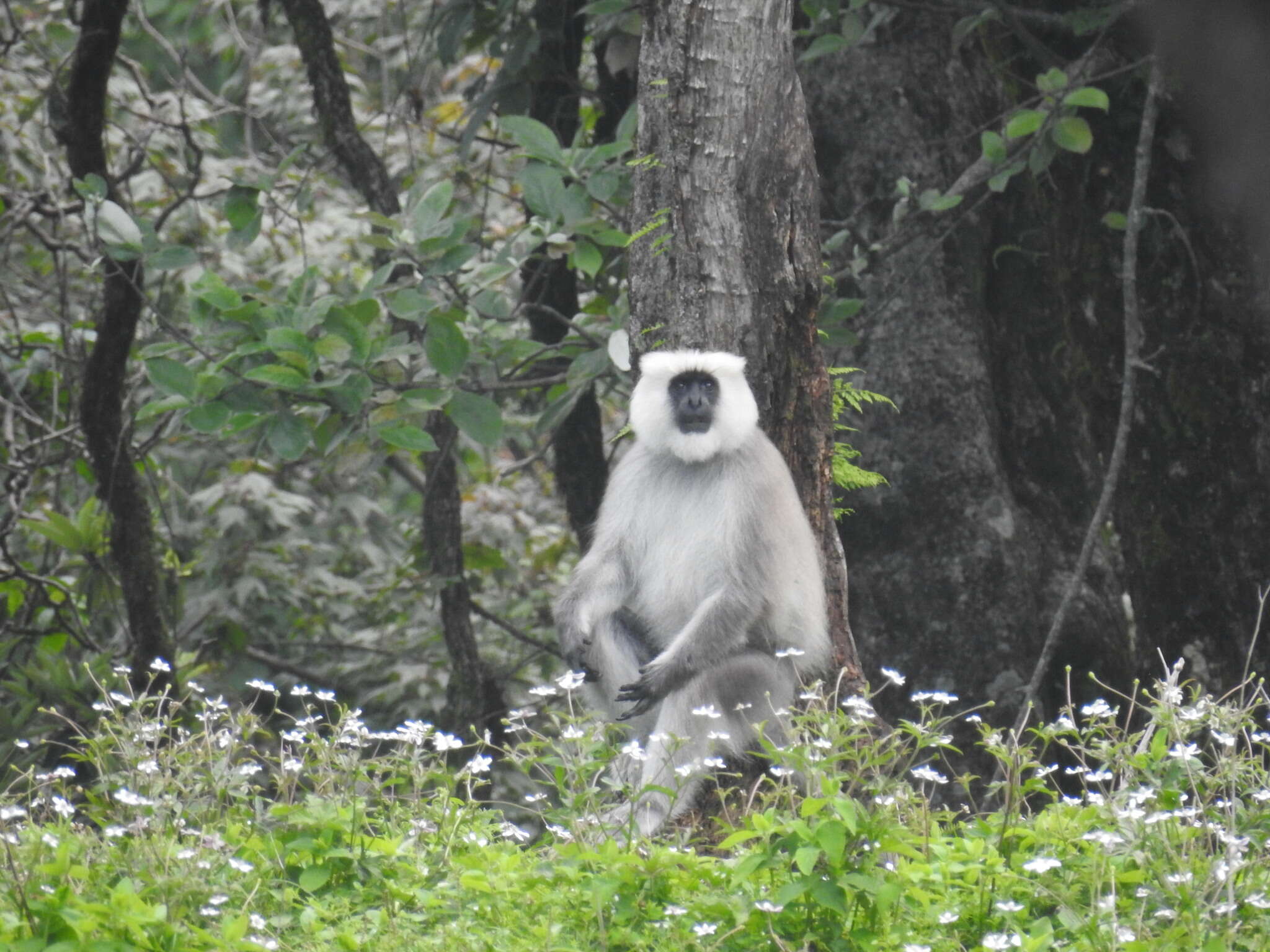 Image of Central Himalayan Langur