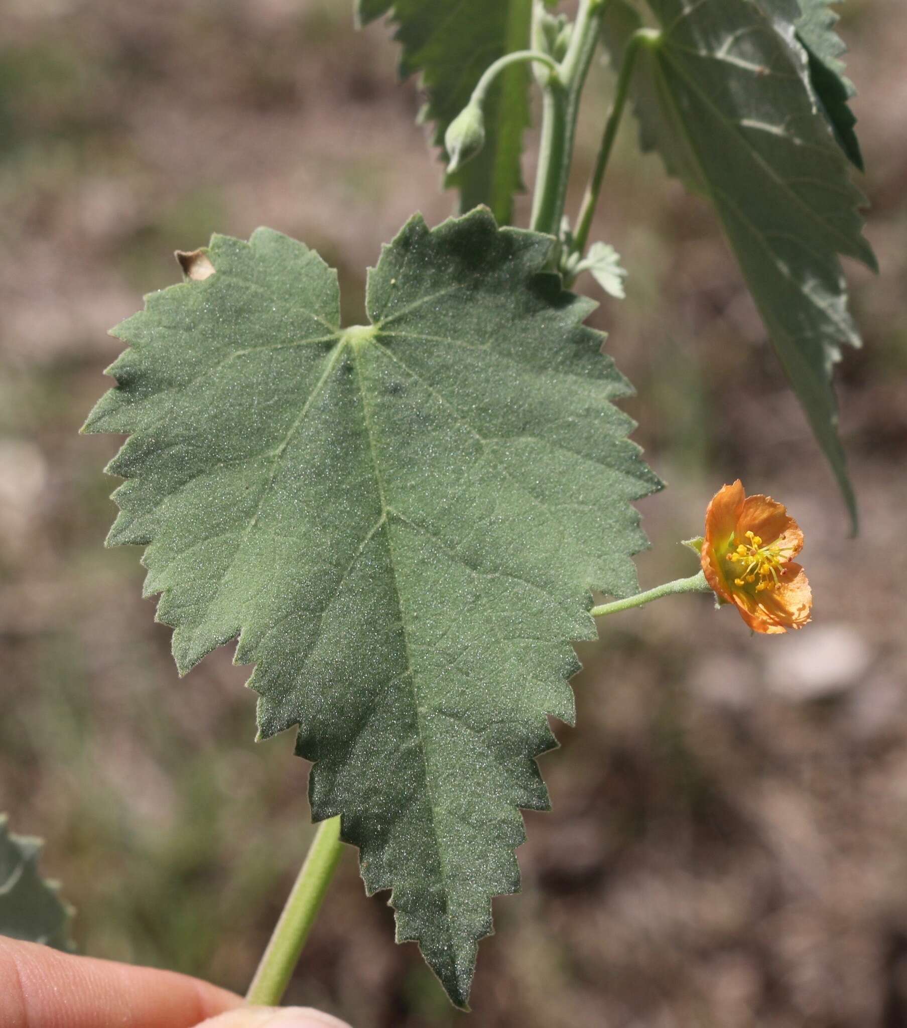 Image of Chisos Mountain false Indianmallow