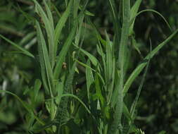 Image of marsh sow-thistle