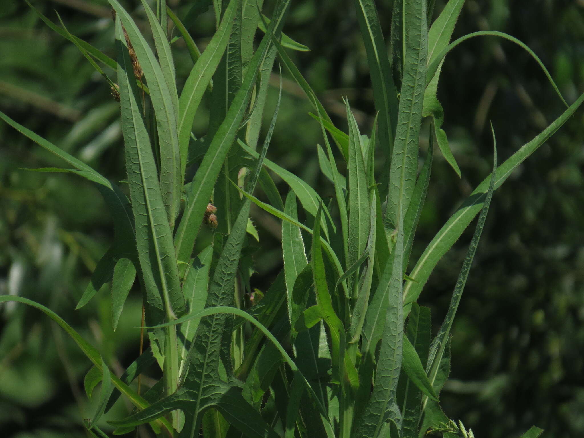 Image of marsh sow-thistle