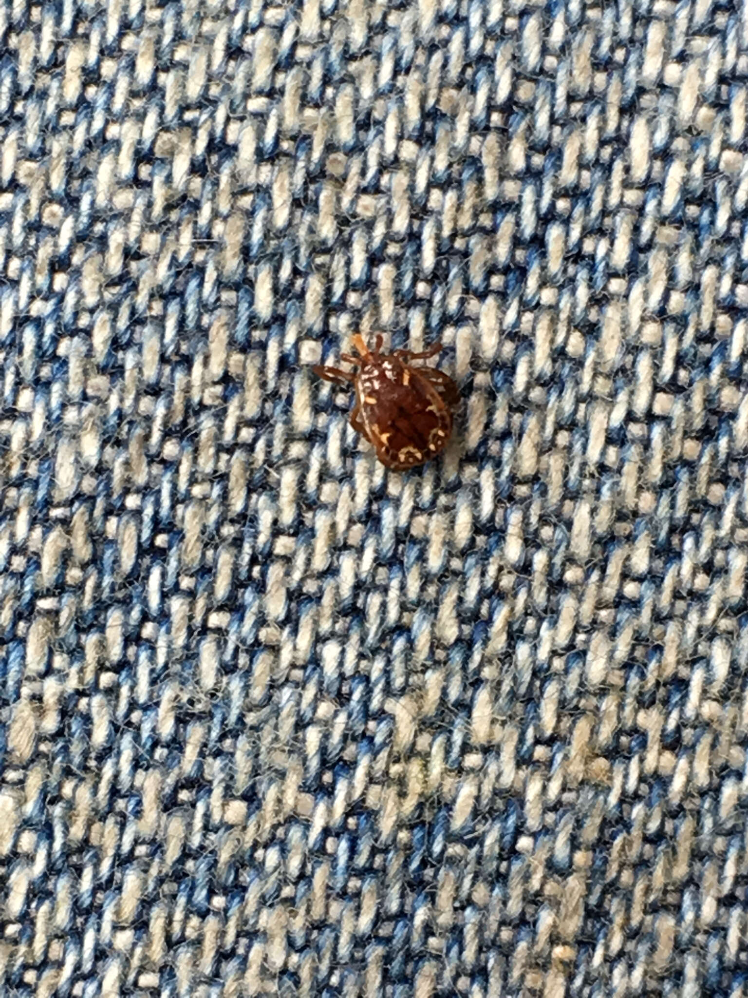 Image of Lone Star Tick