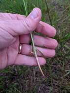 Image of Muhlenberg's sedge