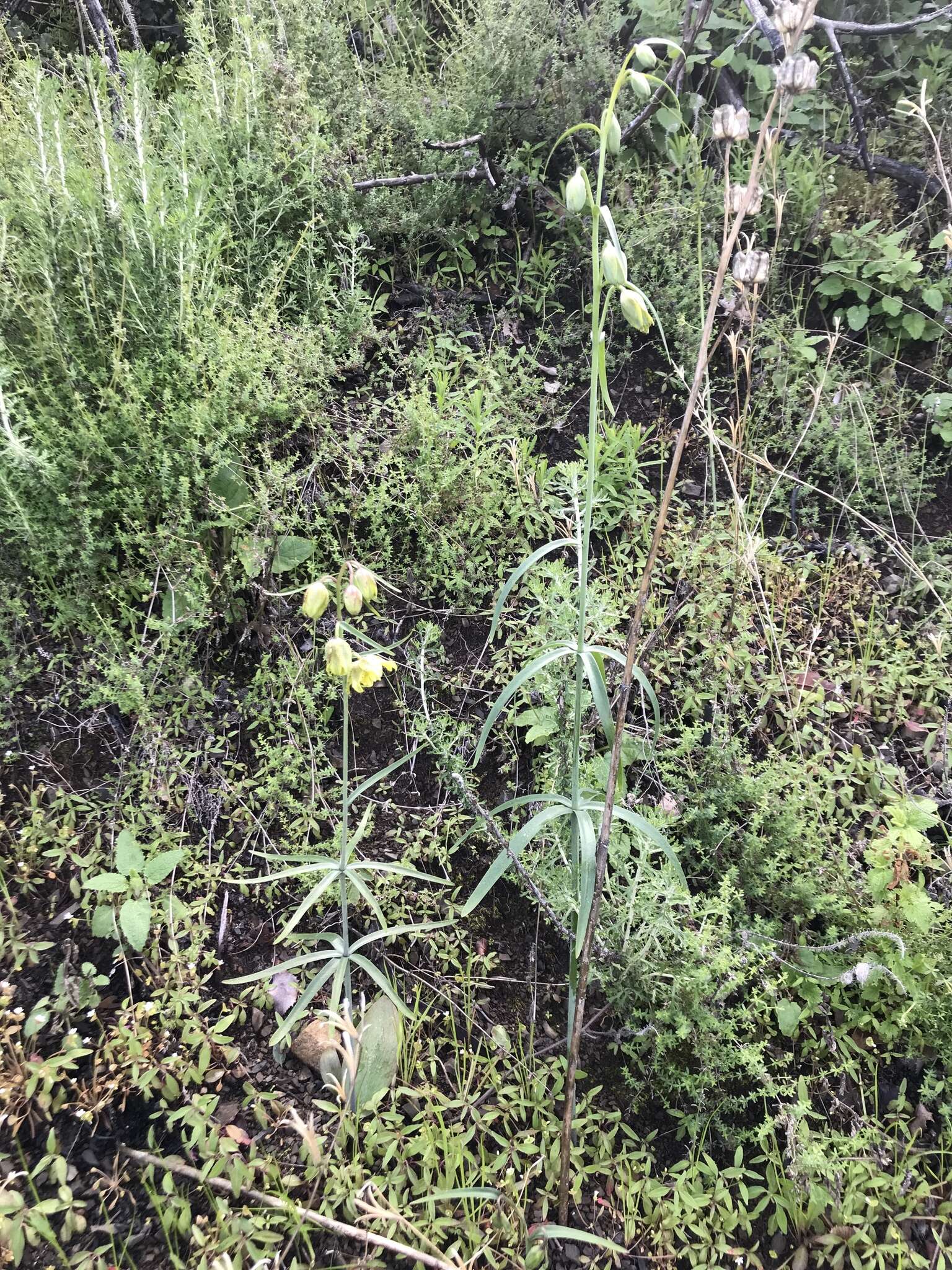 Image of Ojai fritillary