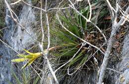 Image de Tillandsia fasciculata var. fasciculata