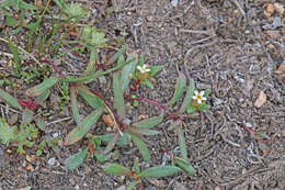 Image of Small-Flower Starlet