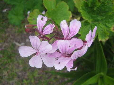 Image of horseshoe geranium