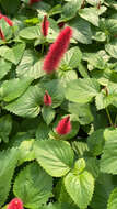 Imagem de Acalypha pendula C. Wright ex Griseb.