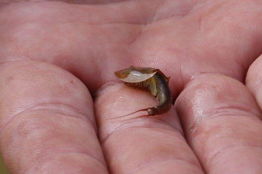 Sivun Triops australiensis (Spencer & Hall 1896) kuva