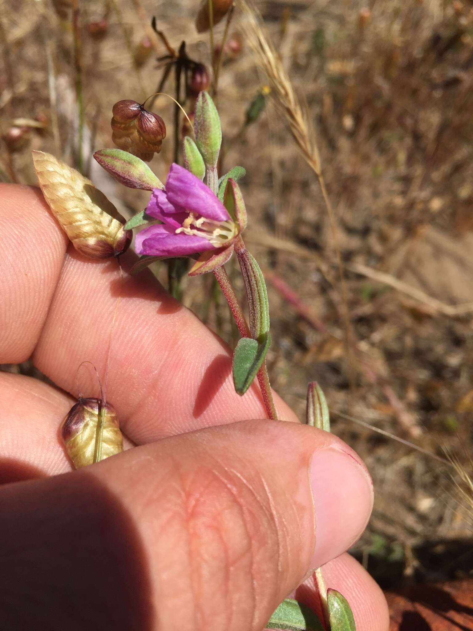 Plancia ëd Clarkia davyi (Jepson) H. & M. Lewis