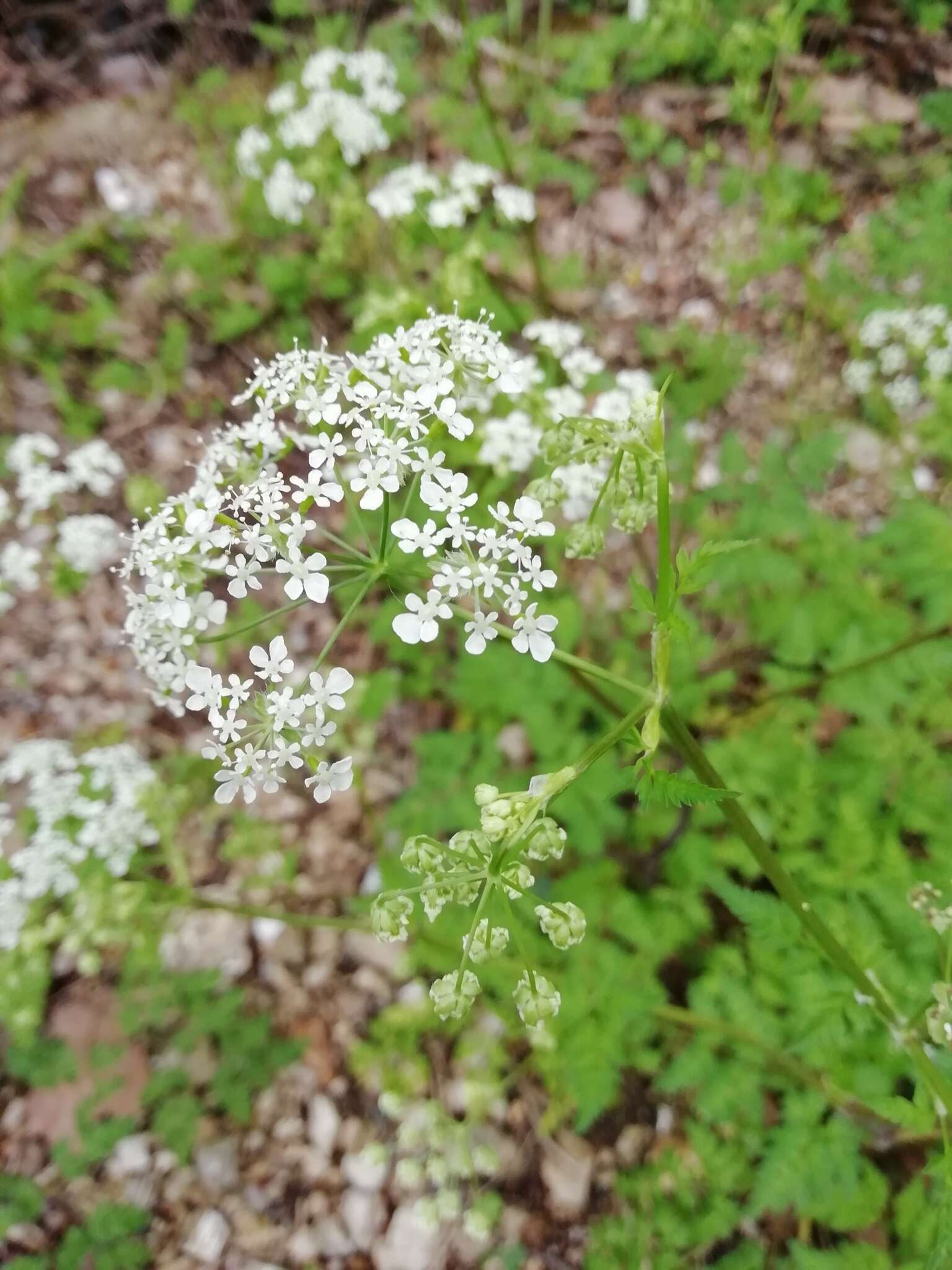 Imagem de Anthriscus sylvestris subsp. sylvestris