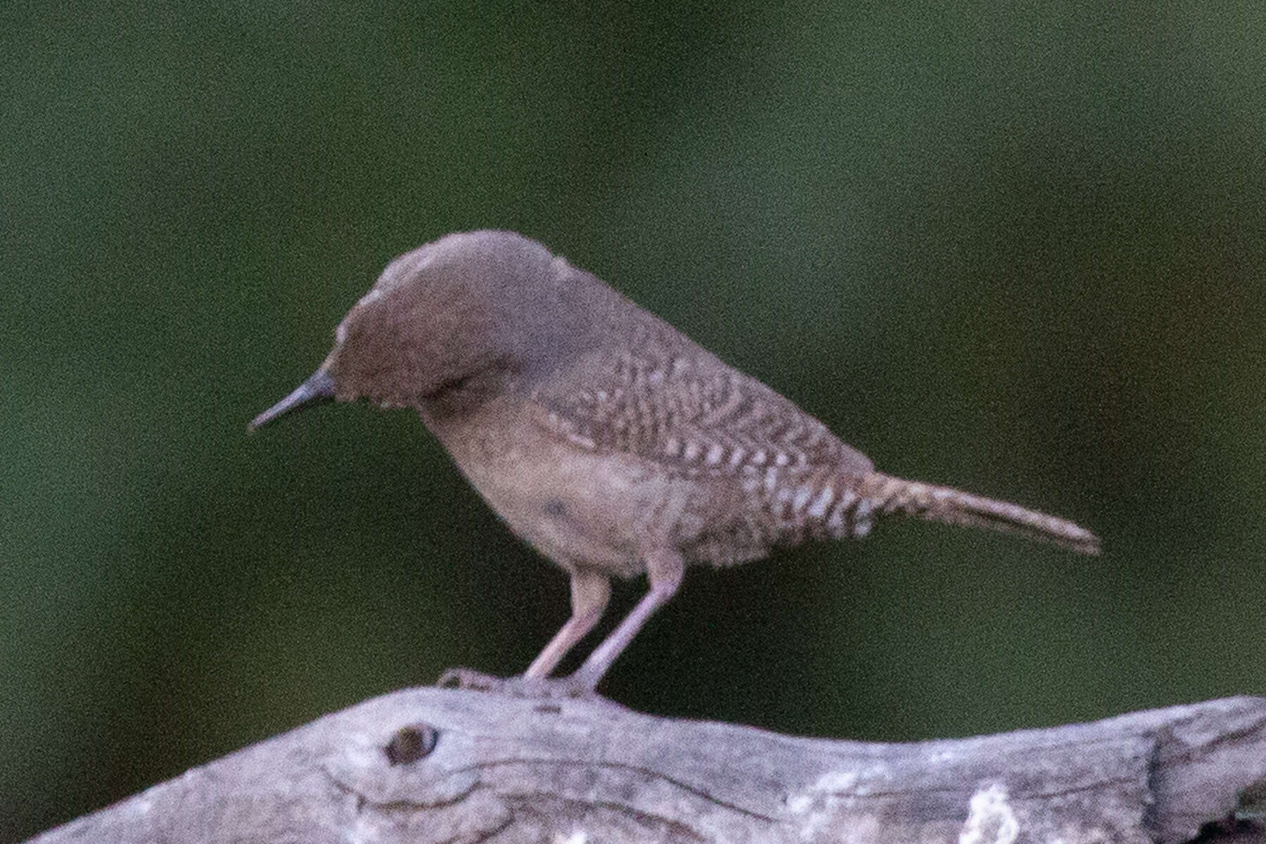 Слика од Troglodytes aedon parkmanii Audubon 1839