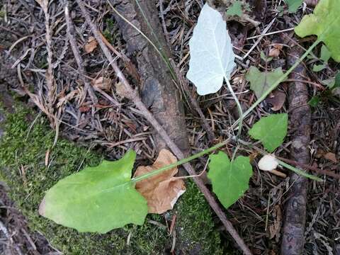 Sivun Adenocaulon bicolor Hook. kuva