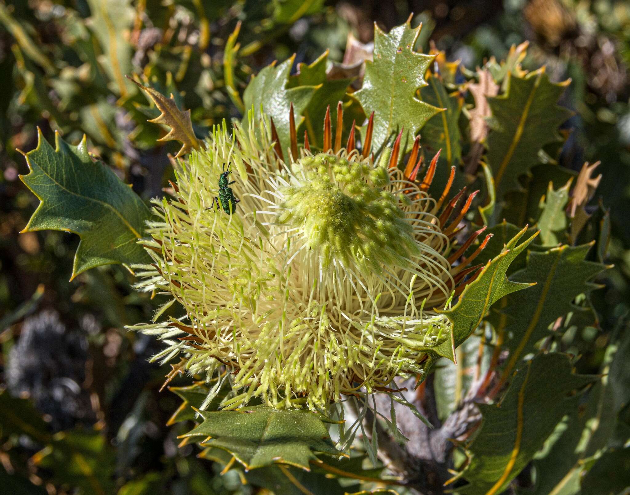 Image of Banksia heliantha A. R. Mast & K. R. Thiele