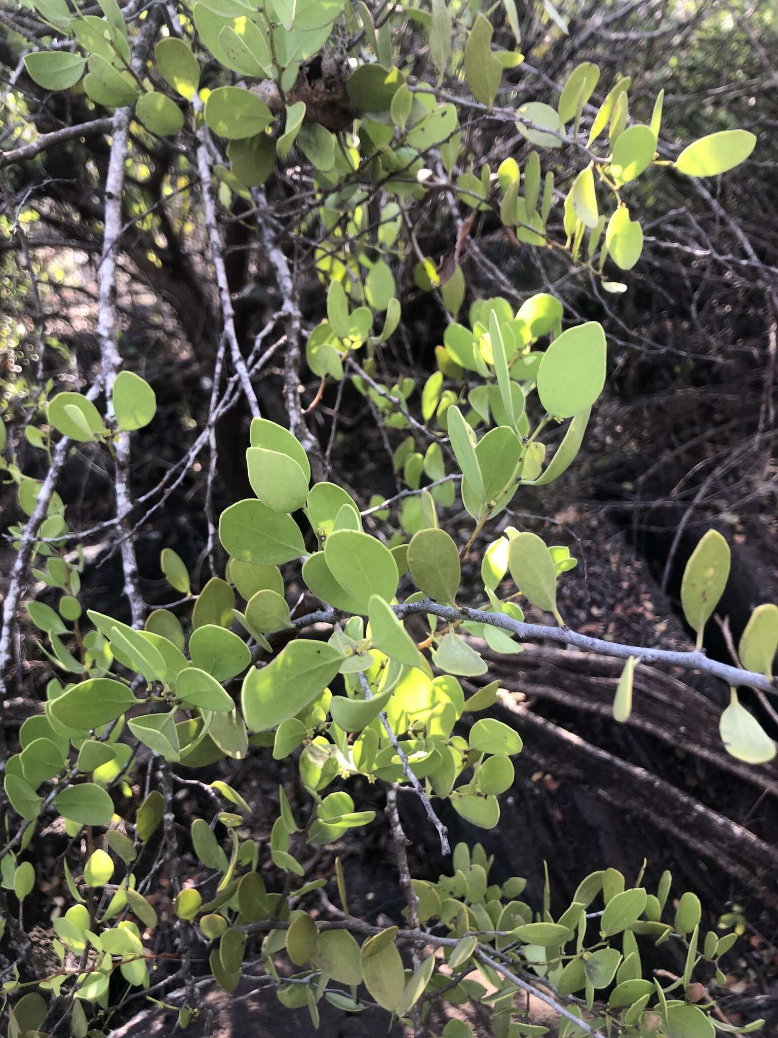 Image of Galápagos leatherleaf