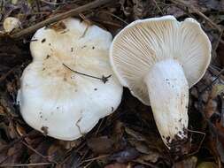 Image of Hygrophorus sordidus Peck 1898