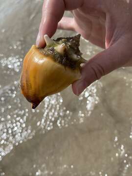 Image of West Indian fighting conch