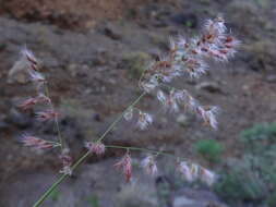 Image of Tricholaena teneriffae (L. fil.) Link