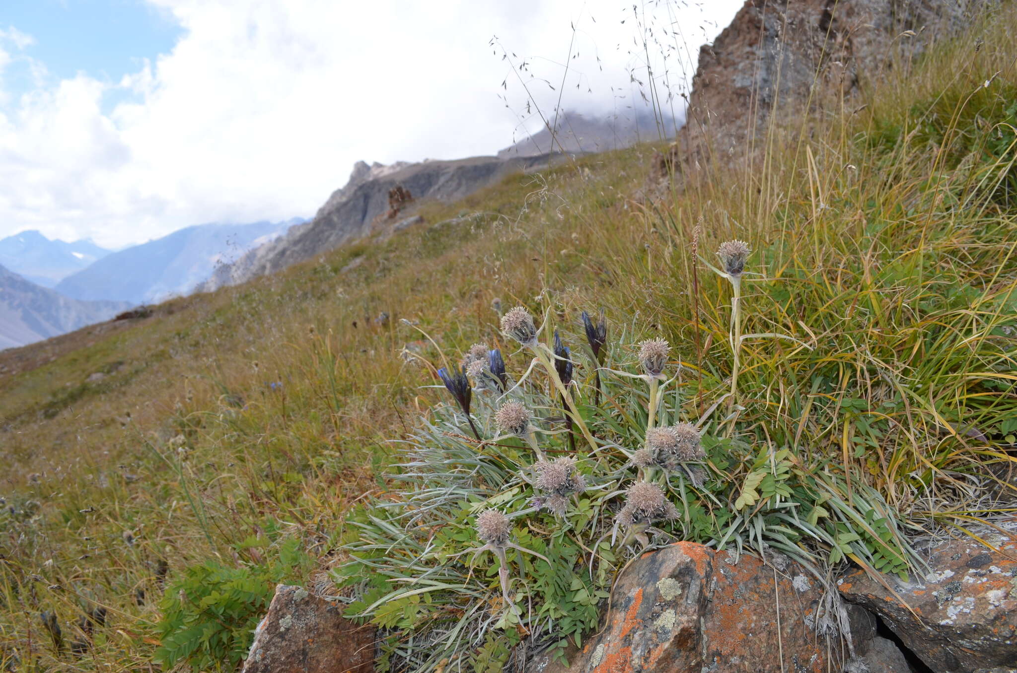 Imagem de Saussurea leucophylla Schrenk