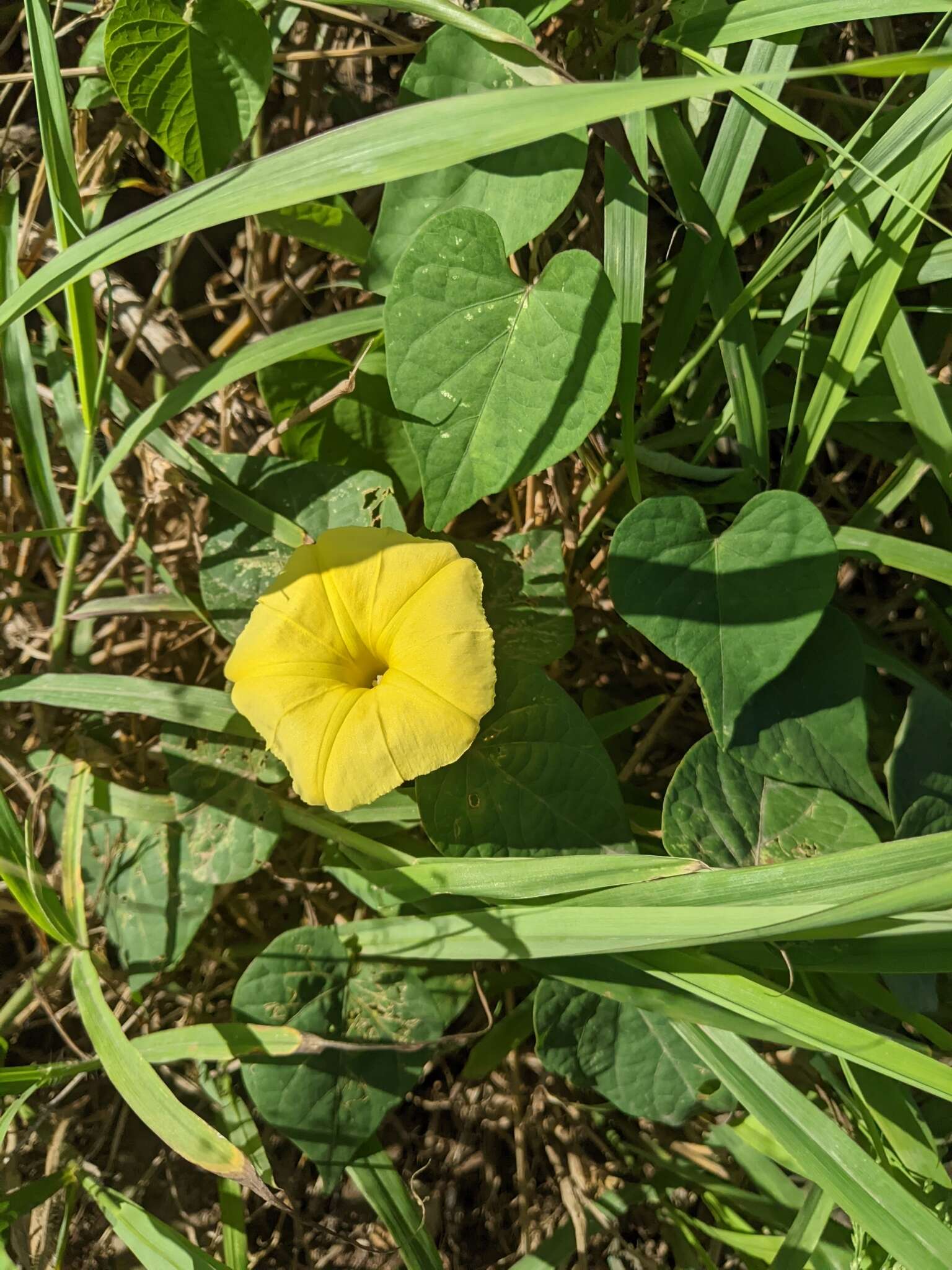 Ipomoea ochracea (Lindl.) G. Don的圖片