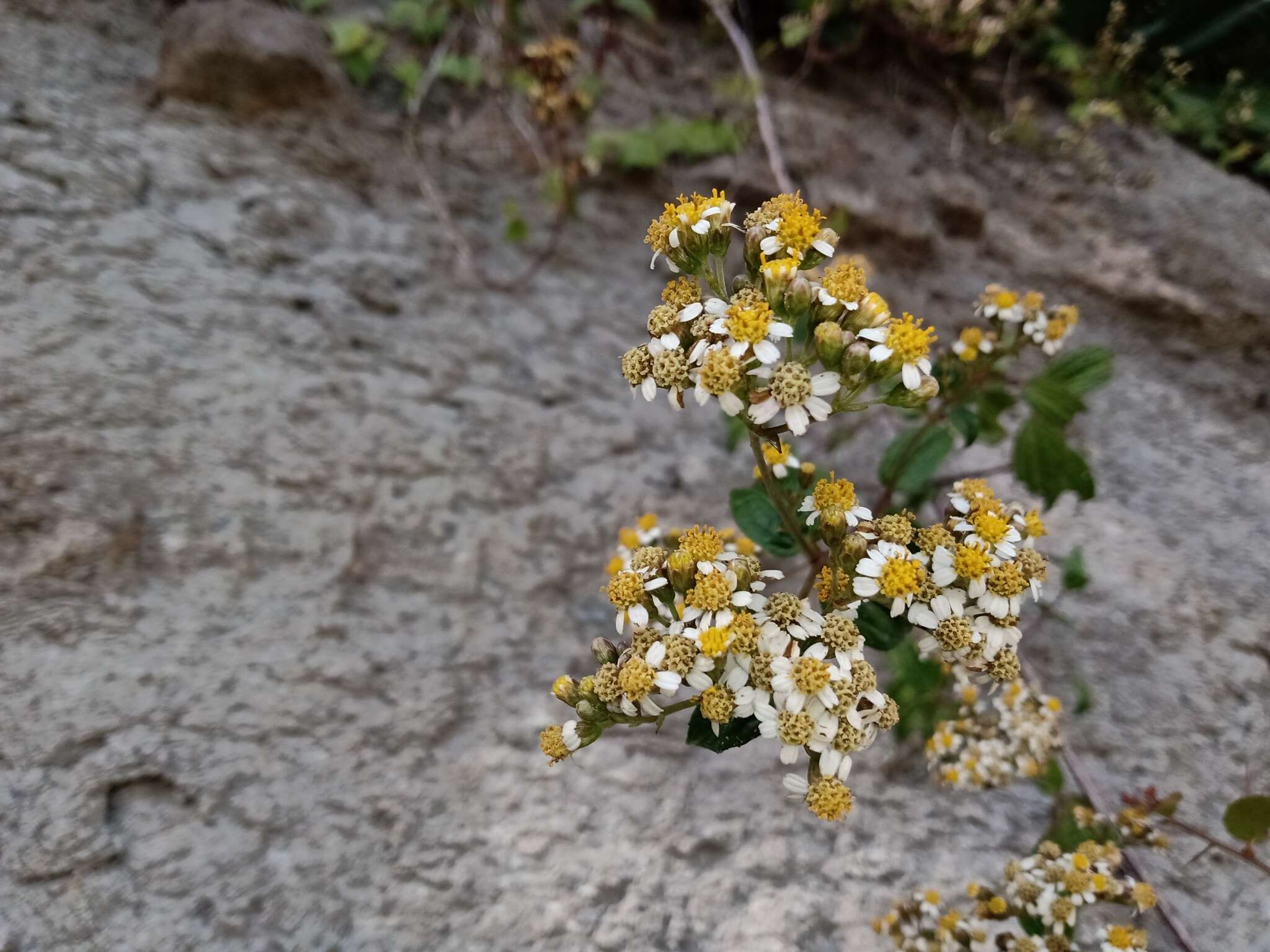 Image de Alloispermum integrifolium (DC.) H. Rob.