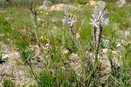 Слика од Trachyandra hirsutiflora (Adamson) Oberm.