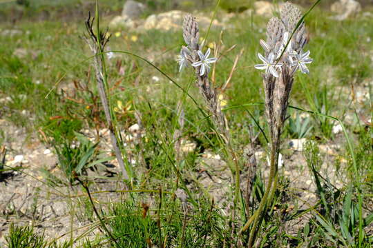 Слика од Trachyandra hirsutiflora (Adamson) Oberm.