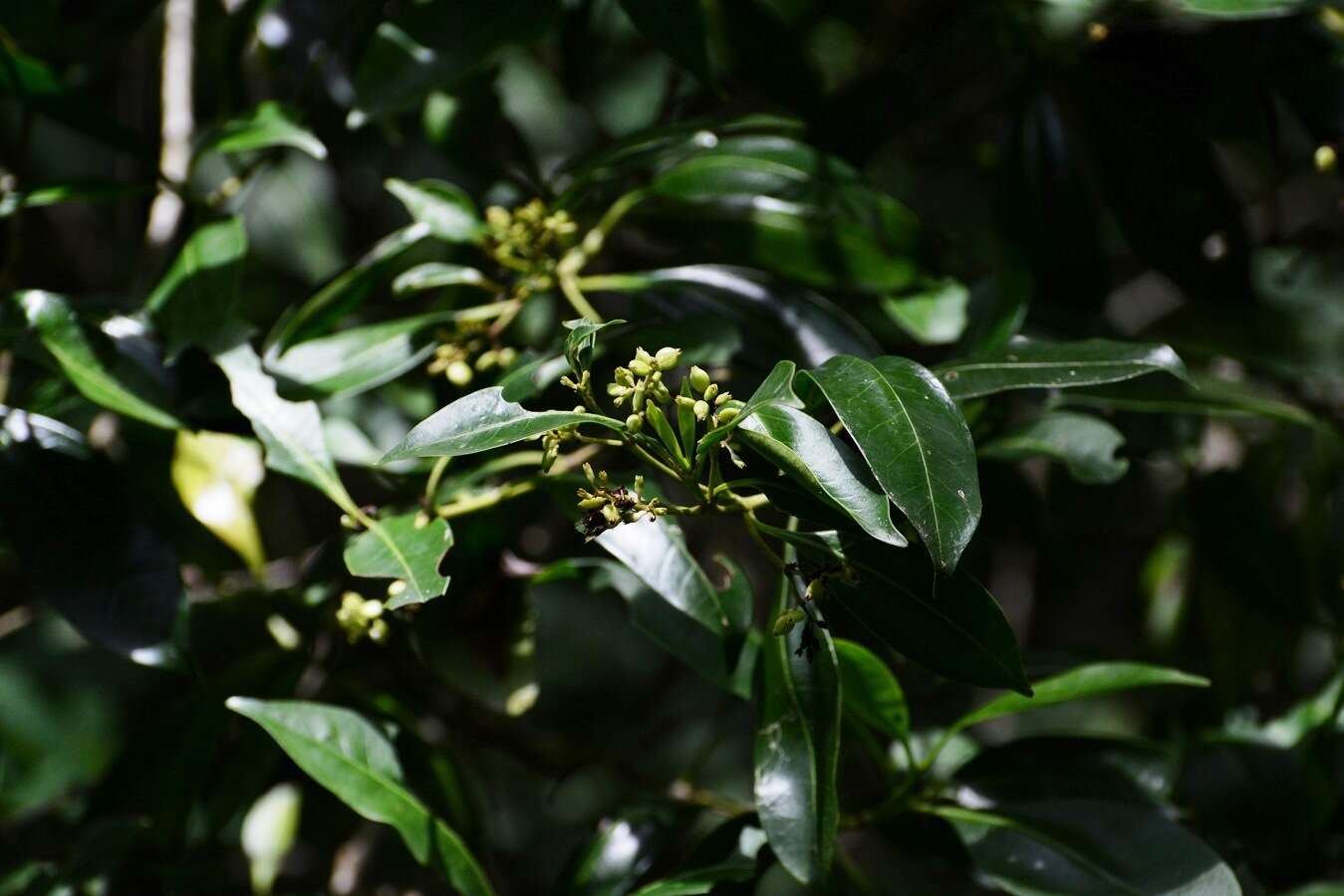 Image of Chiococca phaenostemon Schltdl.