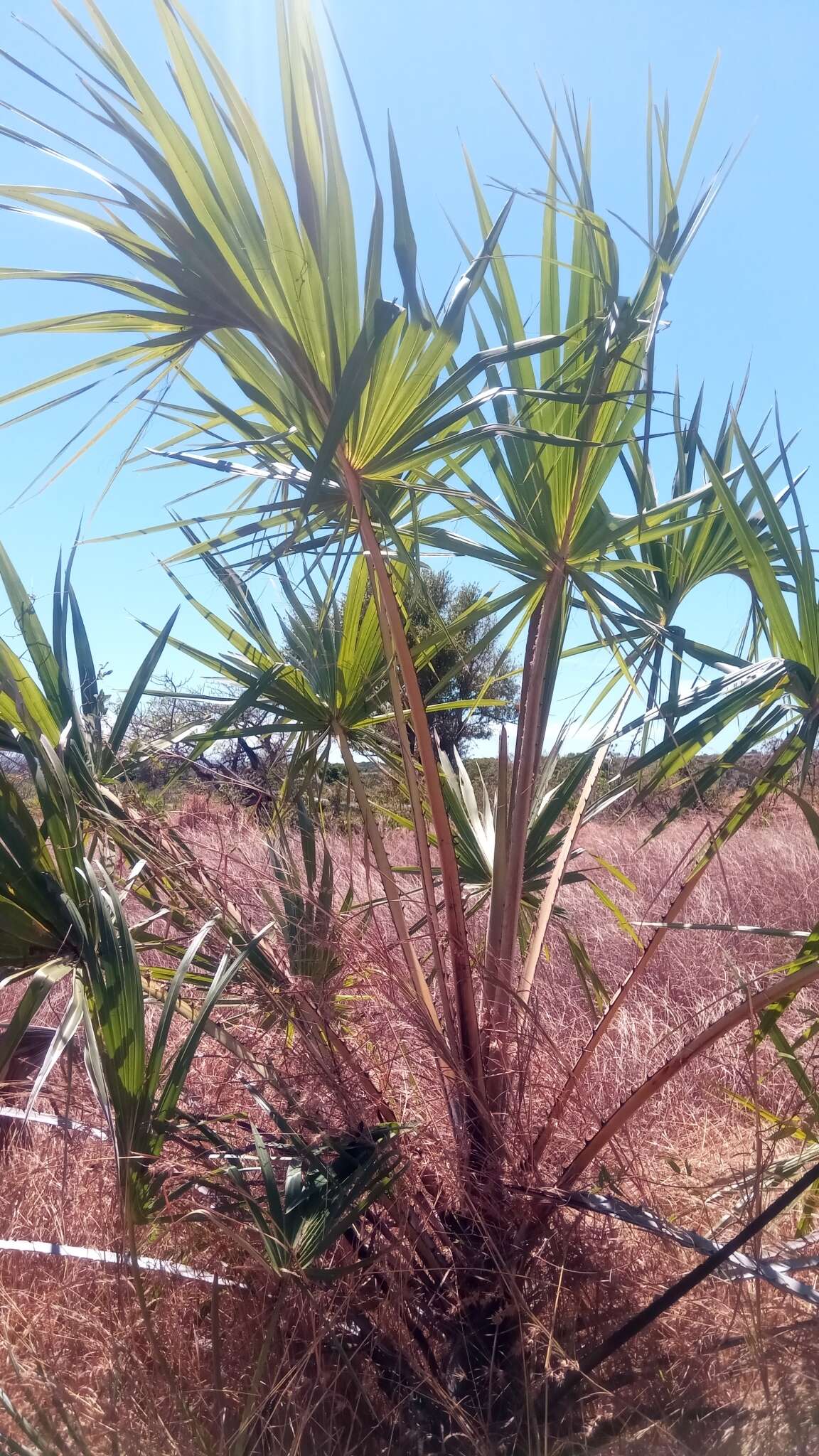 Image of doum palm