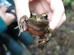 Image of Northern Red-legged Frog