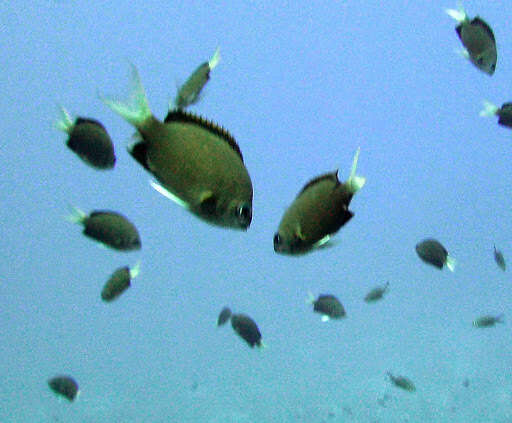 Image of Pemba chromis