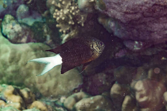 Image of Pale-tail chromis