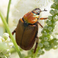 Image of Strigoderma pimalis Casey 1884