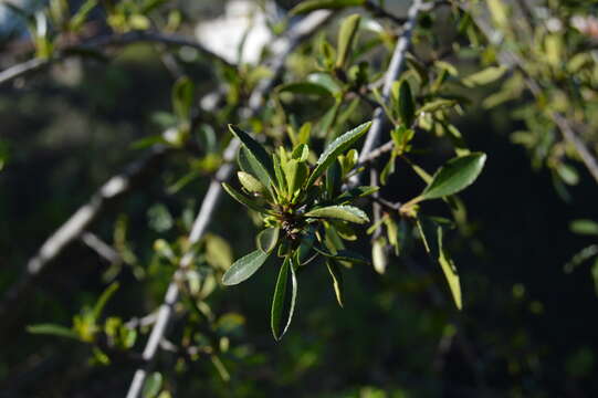 صورة Rhamnus crenulata Ait.