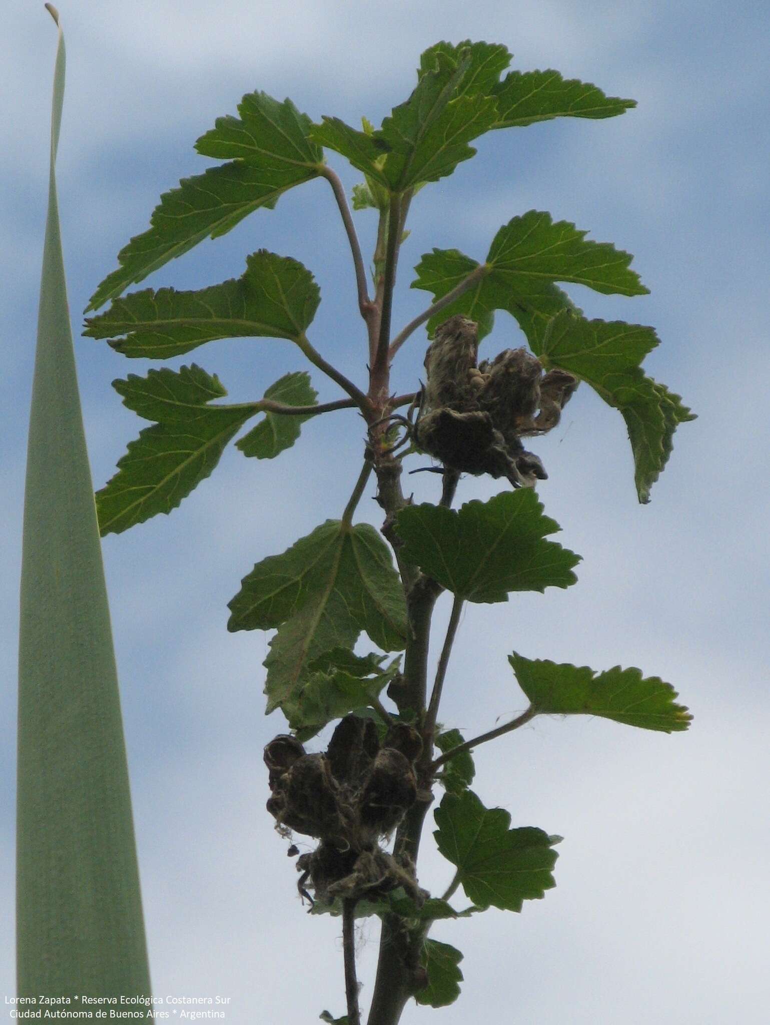 Image of striped rosemallow