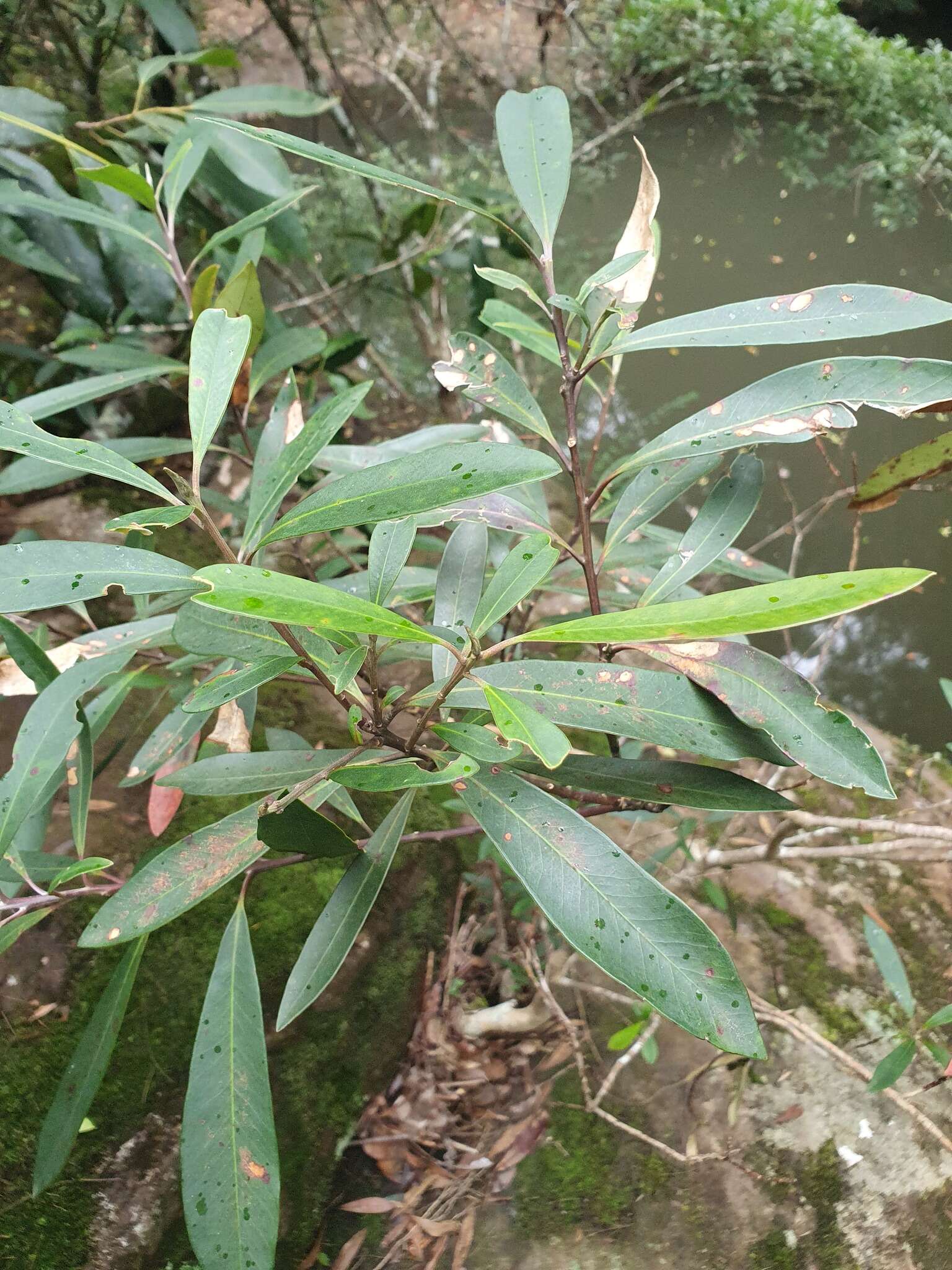 Image of water-gum