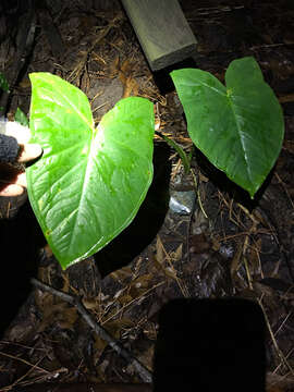 Image of Xanthosoma sagittifolium (L.) Schott