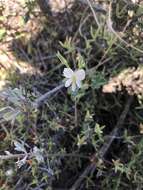 Image of Pelargonium worcesterae Knuth