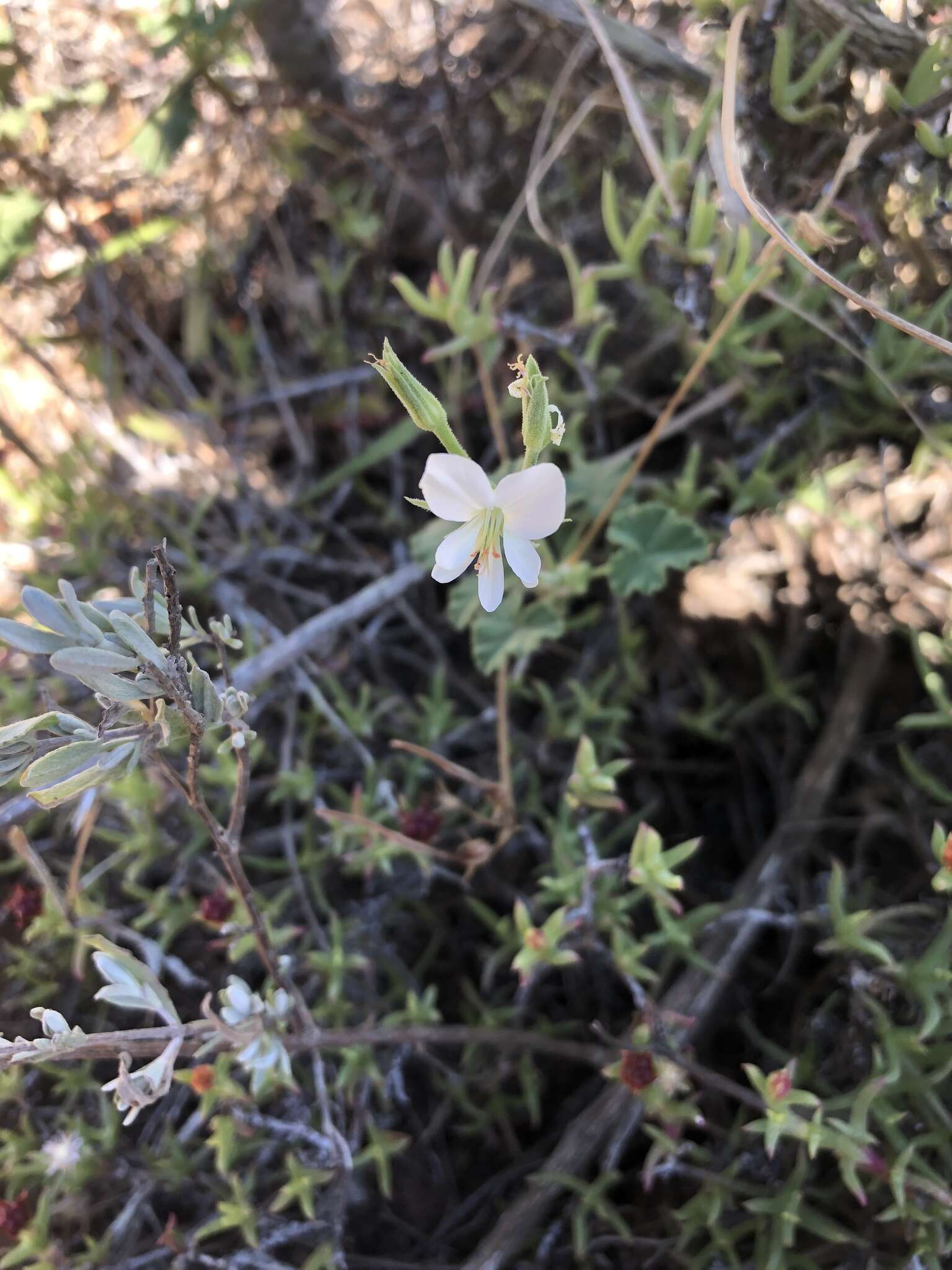 Image of Pelargonium worcesterae Knuth