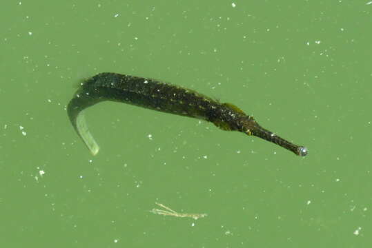 Image of Dusky pipefish