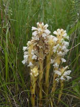 Image of Orobanche coerulescens Stephan