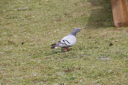 Image of Hill Pigeon