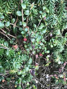 Image of Chilean guava