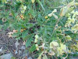 صورة Hesperis laciniata All.