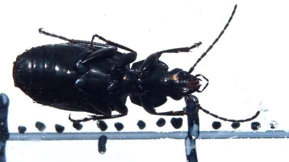 Image of Agonum (Olisares) viridicupreum (Goeze 1777)