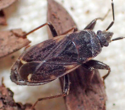 صورة Eremocoris opacus Van Duzee & E. P. 1921