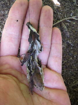 Image of Ceiba erianthos (Cav.) K. Schum.