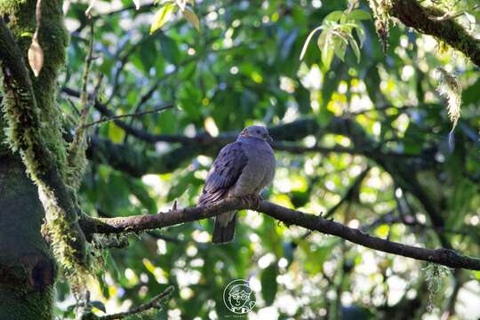 Image of Ashy Wood Pigeon