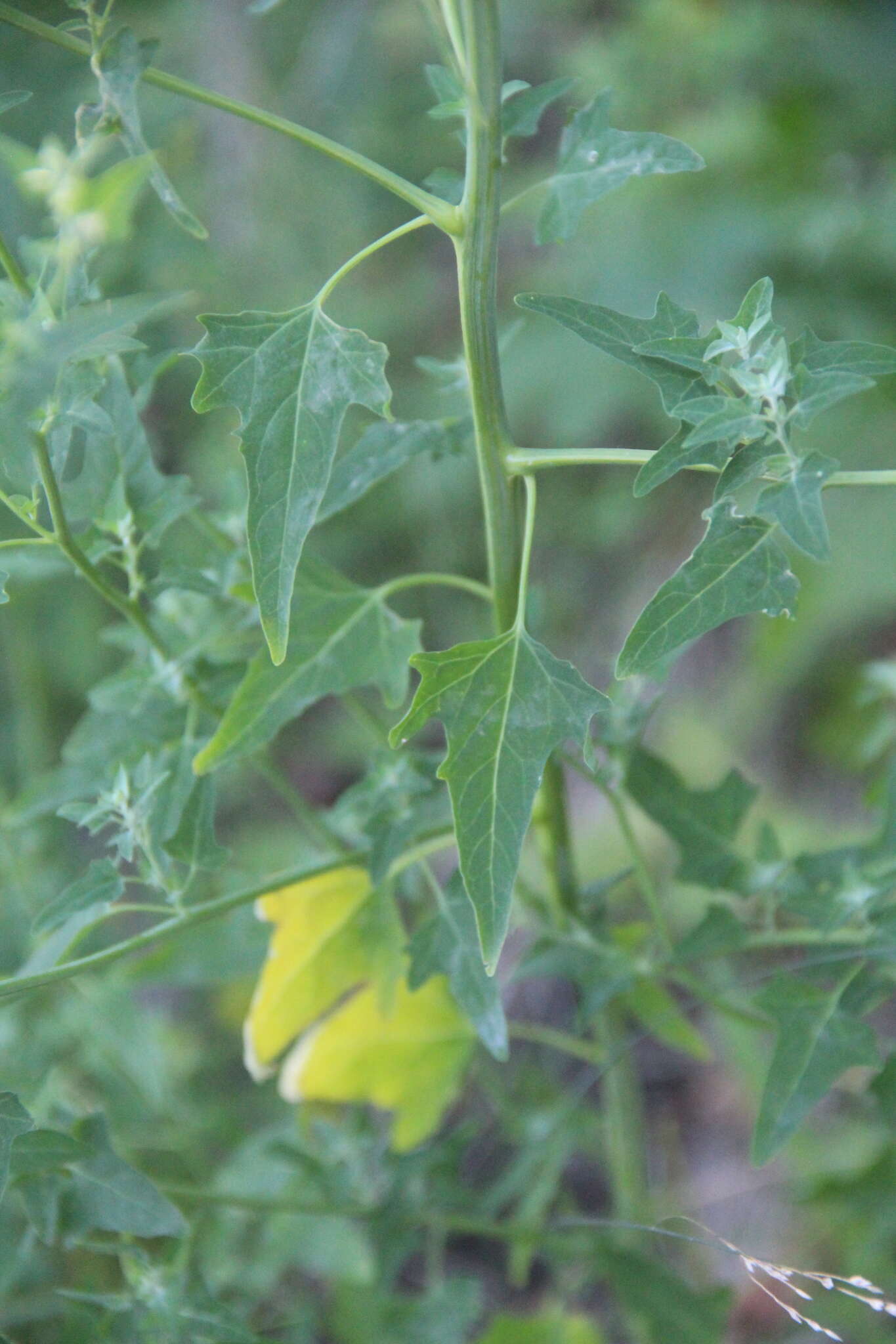 Image de Chenopodium bryoniifolium A. Bunge