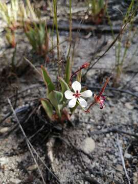 Image of Pelargonium lanceolatum (Cav.) Hort. ex Kern.